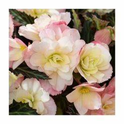 3 Begonia odorosa 'White Blush' Bulbs | Top Size | Cascading