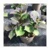 Hydrangea 'Rendez-vous Cocktail' | 5L Pot