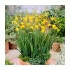 10 Crocosmia 'George Davison' Bulbs | Top Size