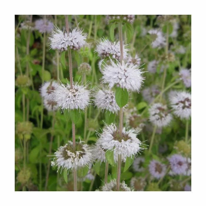 Water Spearwort | Preslia cervina