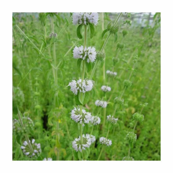 Water Spearwort | Preslia cervina - Image 2