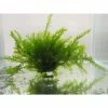 5 Bunches of Water Moss Fontinalis antipyretica (oxygenating)