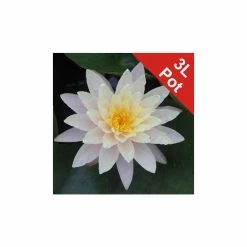Large Water Lily 'Barbara Dobbins' - Nymphaea ‘Barbara Dobbins’ - 3L Pot