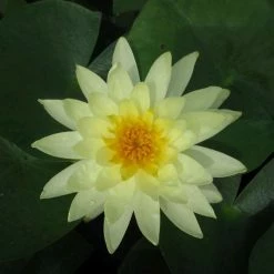 Large Water Lily 'Lemon Mist' - Nymphaea ‘Lemon Mist’ - 3L Pot