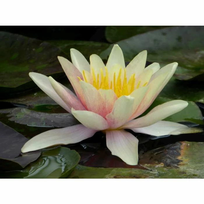 Large Water Lily 'Sioux' - Nymphaea 'Sioux' - 3L Pot - Image 4