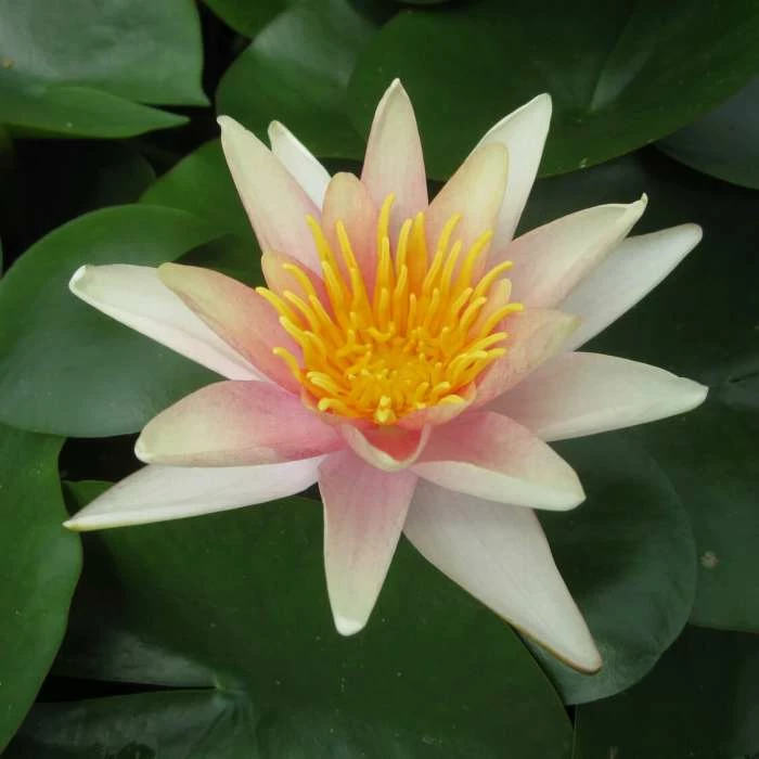 Large Water Lily 'Sioux' - Nymphaea 'Sioux' - 3L Pot - Image 2