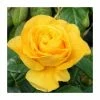 Golden Wedding' Bush Rose - 5.5L Pot