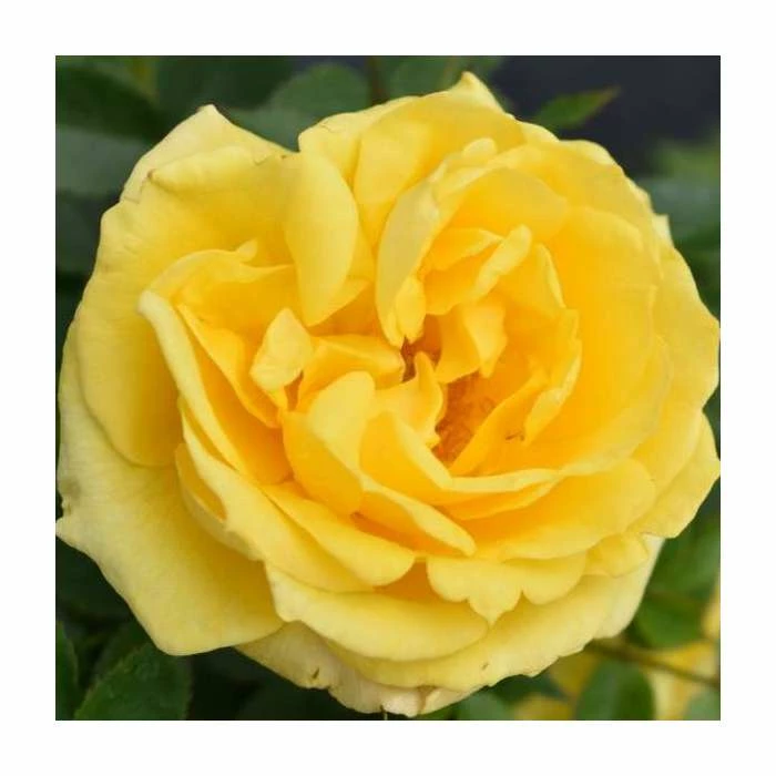 'Golden Anniversary' Patio Rose - 5.5L Pot - Image 4