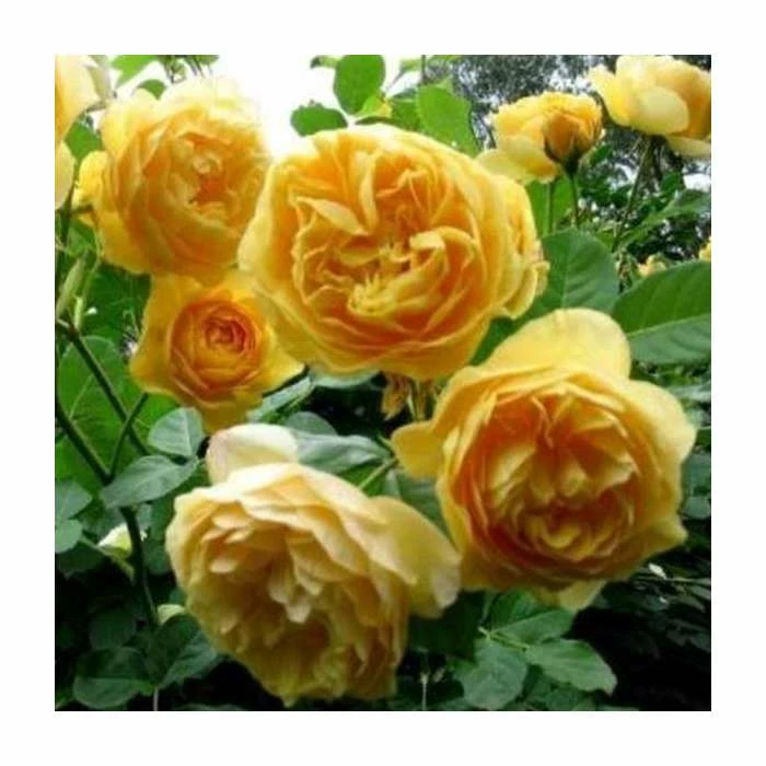 'Golden Anniversary' Patio Rose - 5.5L Pot - Image 5