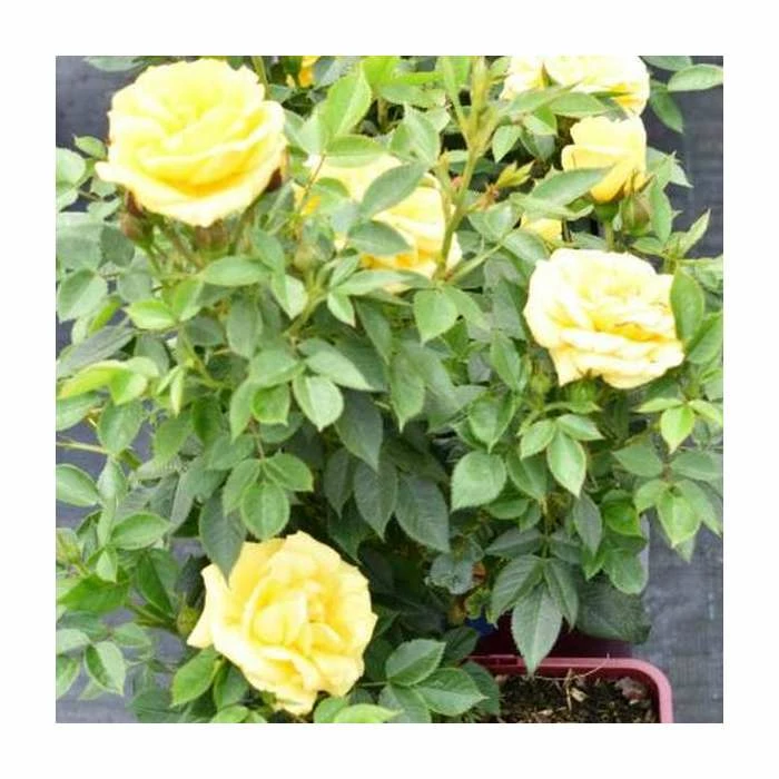'Golden Anniversary' Patio Rose - 5.5L Pot - Image 6