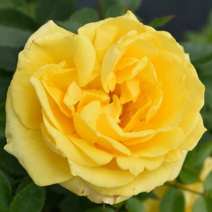 'Golden Anniversary' Patio Rose - 5.5L Pot