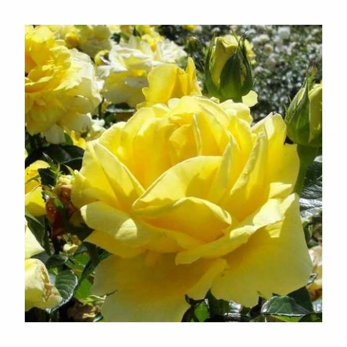 'Golden Anniversary' Patio Rose - 5.5L Pot - Image 2