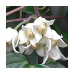 Clematis urophylla 'Winter Beauty' 2L Pot