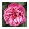 The Anniversary Rose Bush Rose- 5.5L Pot