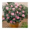 40cm Camellia Pink | 2 Litre Pot