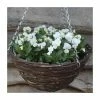 Viola 'White Petite' | 30cm Rattan Hanging Basket