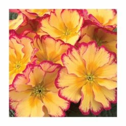 Primrose 'Scentsation Red Cream' | Primula vulgaris | 10.5cm Pot