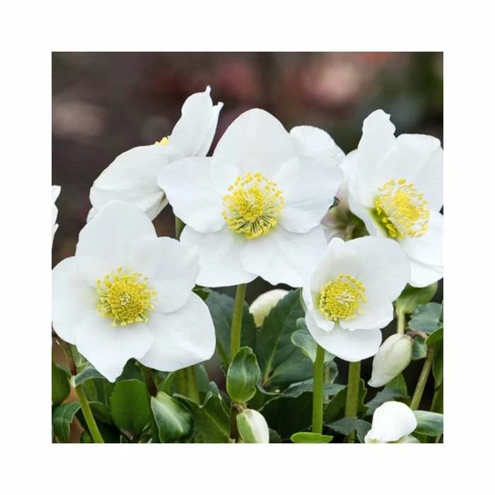 1ft Helleborus 'Diva' | 3L Pot | Helleborus Gold Collection® - Image 3