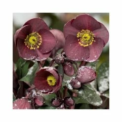 2ft Helleborus 'Ice N' Roses® Nightingale' | 4.5L Pot | Helleborus Gold Collection®