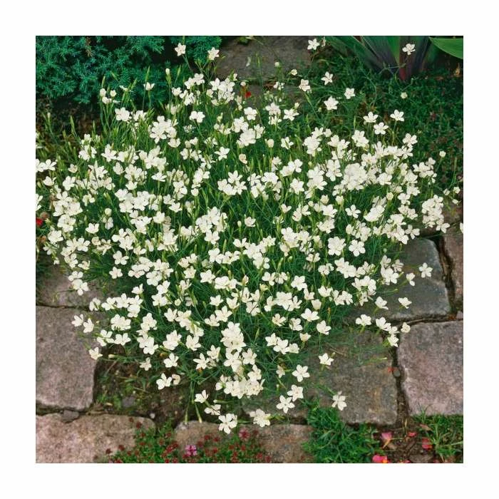 Dianthus deltoides 'Albus' | 2L Pot