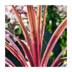 2ft Cordyline 'Pink Passion' | 2 Litre Pot