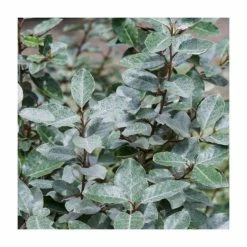 25-30cm Elaeagnus x ebbingei | 17cm Pot