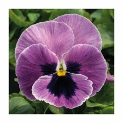 Pansy 'Pink Surprise Blotch' | 10.5cm Pot
