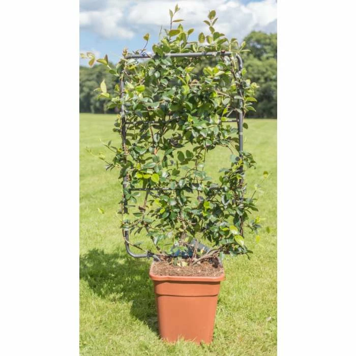 Star Jasmine | Trachelospermum jasminoides - Image 3