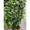 Star Jasmine | Trachelospermum jasminoides