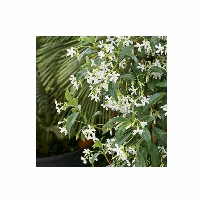 Star Jasmine | Trachelospermum jasminoides - Image 2