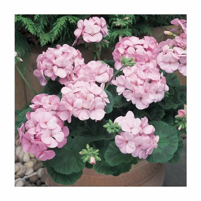 Geranium 'New Century Appleblossom' | Pack of 5 Plug Plants