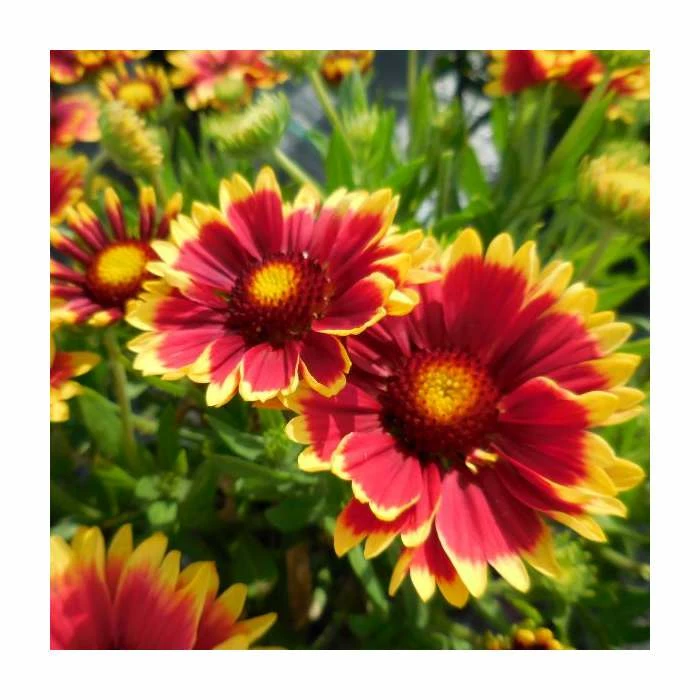 Gaillardia 'Sunset Cutie' | 3L Pot