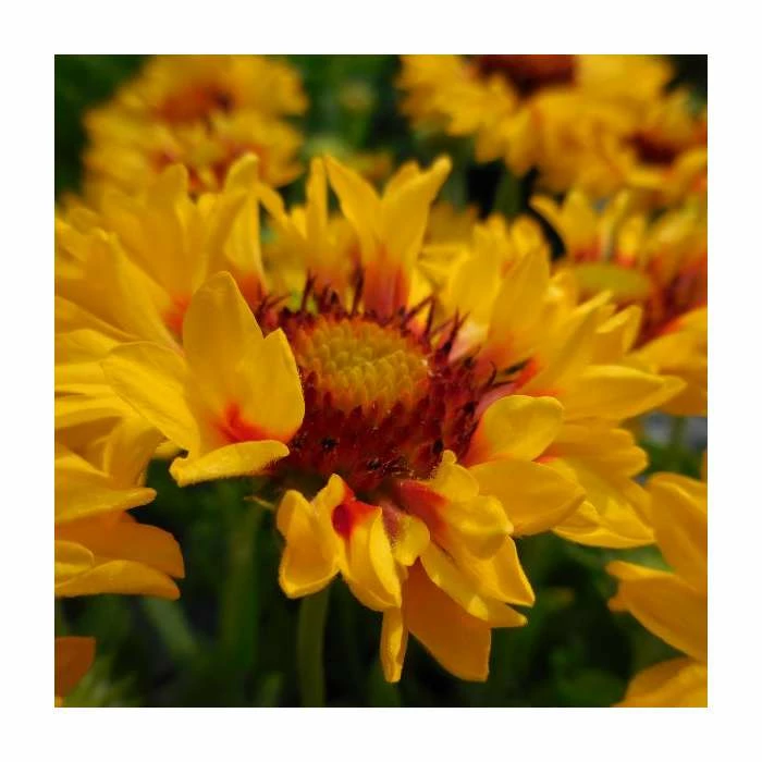 Gaillardia 'Sunset Sunrise' | 3L Pot