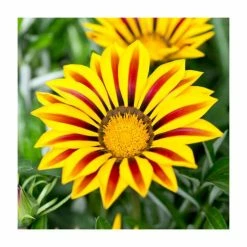 Gazania 'Big Kiss Yellow Flame' | 2L Pot