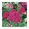 Achillea millefolium 'New Vintage Red' | 3L Pot