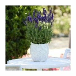 Lavandula 'Blue Spear' | 2L Pot