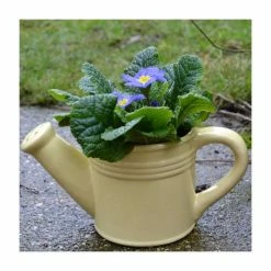 Yellow Ceramic Watering Can with Primrose Plants