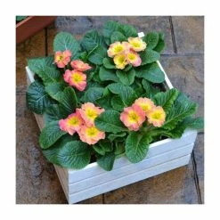 4 x Primula 'Chameleon' Plants in White Pallet Planter