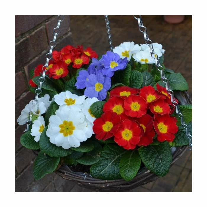 30cm Pre-Planted Hanging Basket | Primula 'Red White and Blue' Mix - Image 3