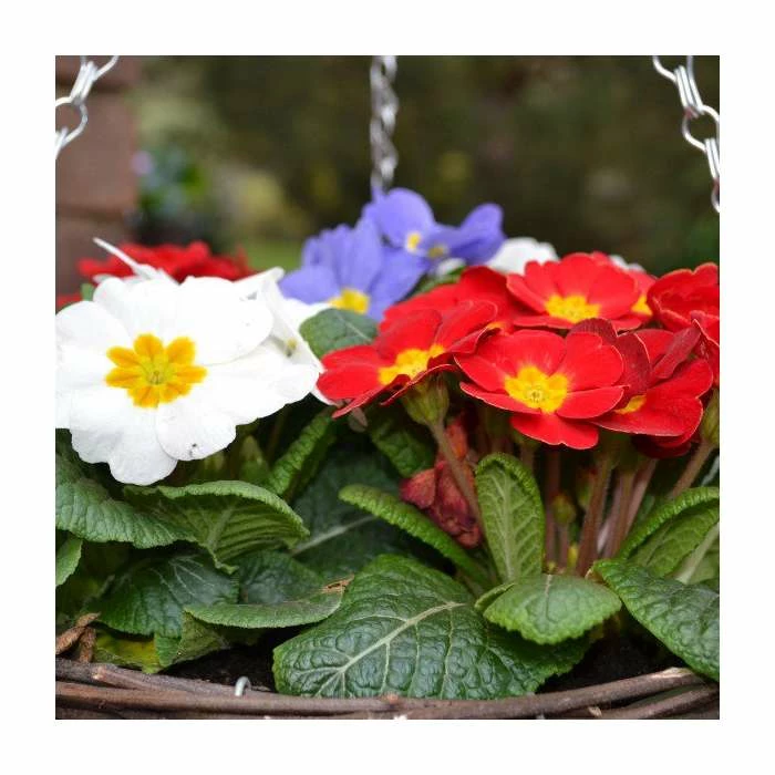 30cm Pre-Planted Hanging Basket | Primula 'Red White and Blue' Mix - Image 4
