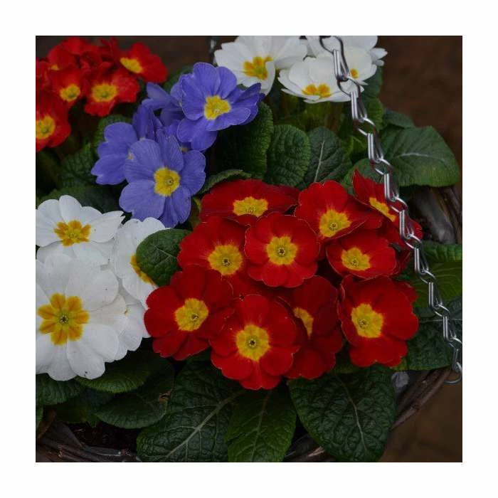 30cm Pre-Planted Hanging Basket | Primula 'Red White and Blue' Mix - Image 2