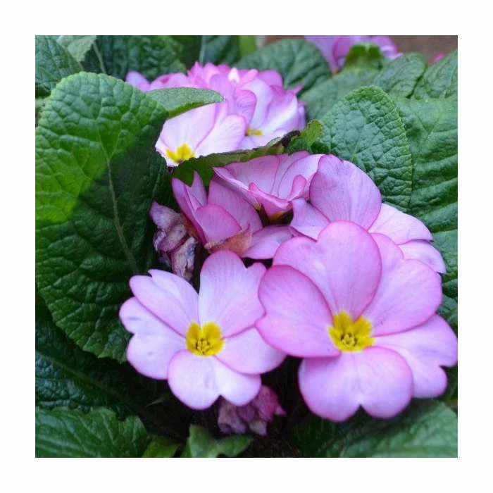 Primula 'Woodland Rose' | 30cm Pre-Planted Hanging Basket - Image 3