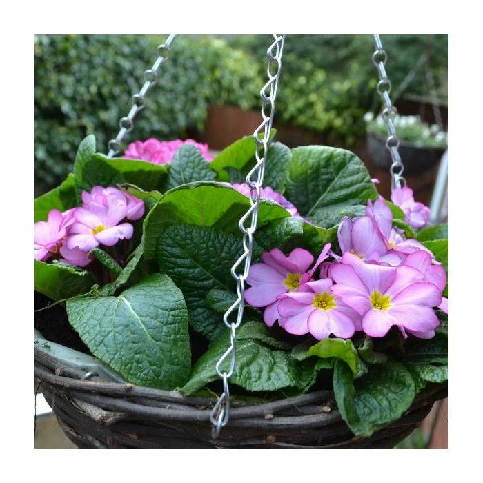 Primula 'Woodland Rose' | 30cm Pre-Planted Hanging Basket