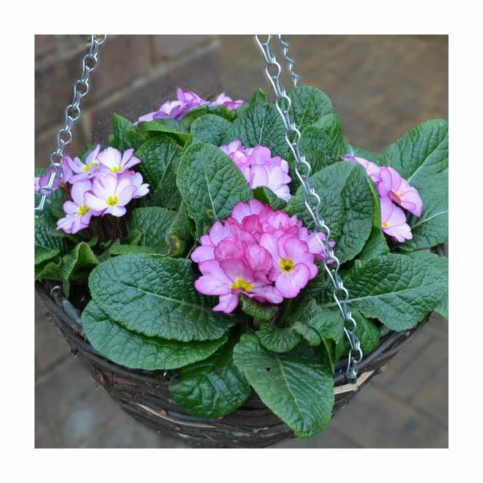 Primula 'Woodland Rose' | 30cm Pre-Planted Hanging Basket - Image 2
