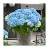 Hydrangea Forever & Ever 'Light Blue' | 5L Pot