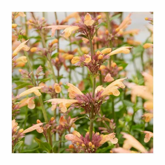 Agastache 'Mango Tango' | 3L Pot - Image 2