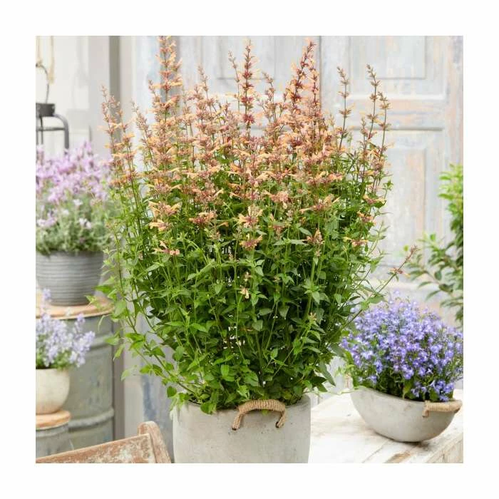 Agastache 'Mango Tango' | 3L Pot