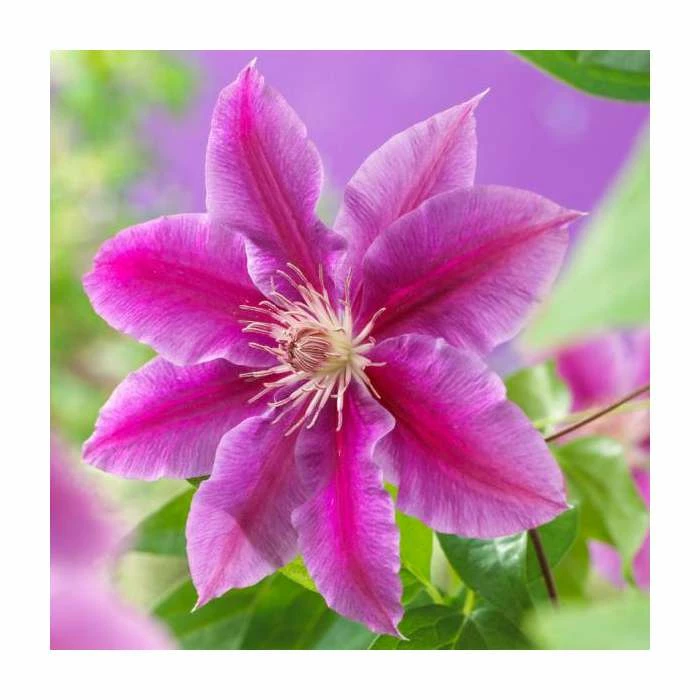 50-90cm Clematis 'Dr Ruppel' | 3L Pot - Image 2