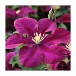 50-90cm Clematis 'Warsaw Nike' | 3L Pot
