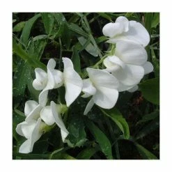 50-90cm Lathyrus latifolius 'White' | Everlasting Sweet Pea | 3L Pot